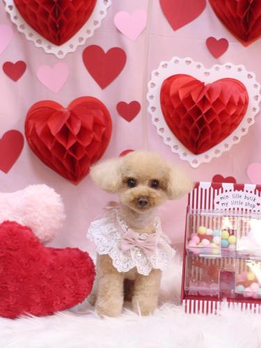 20240225こむぎちゃん